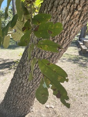 Carya illinoinensis