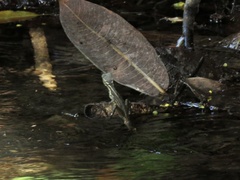 Basiliscus basiliscus