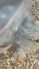 Pseudorhiza haeckeli