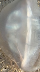 Pseudorhiza haeckeli