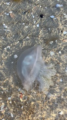 Pseudorhiza haeckeli