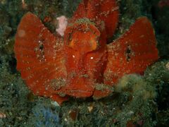 Rhinopias eschmeyeri