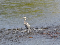 Ardea herodias
