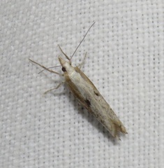 Ypsolopha falcella