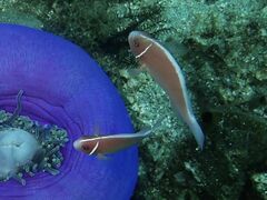 Amphiprion perideraion