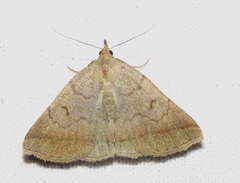 Zanclognatha lunalis
