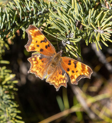 Polygonia gracilis