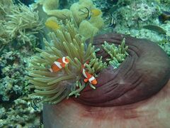 Amphiprion ocellaris