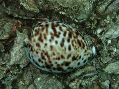 Cypraea tigris