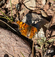 Polygonia gracilis