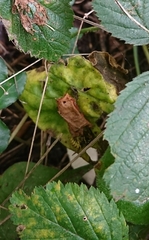 Vespula vulgaris