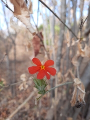Crossandra spinescens