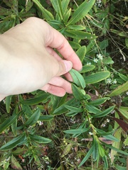 Hypericum prolificum