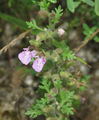 Teucrium botrys