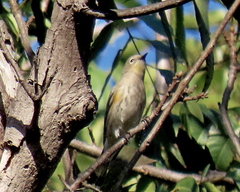 Setophaga coronata auduboni