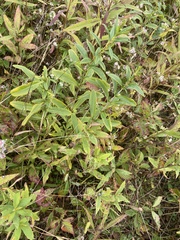 Hypericum prolificum