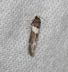Recurvaria leucatella