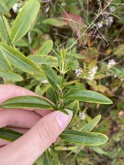 Hypericum prolificum