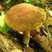 Psathyrella delineata - Photo (c) Jason Hollinger, algunos derechos reservados (CC BY)