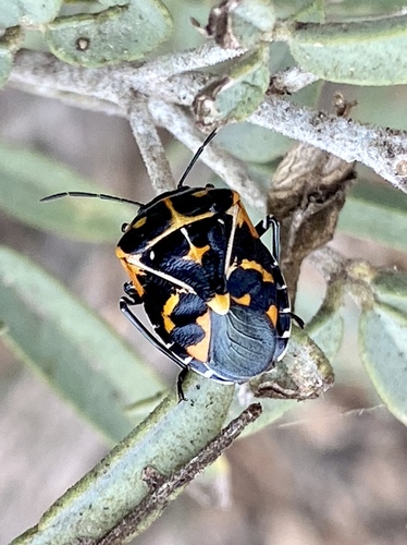 iNaturalist observation photo of Harlequin Bug