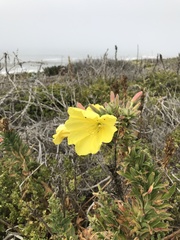 Oenothera elata
