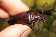 Prionus coriarius