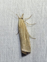 Pediasia luteella