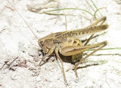 Platycleis albopunctata