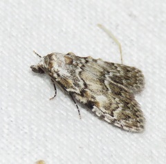 Meganola strigula