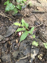 Aristolochia