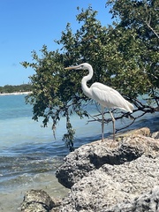 Ardea herodias occidentalis