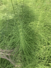 Equisetum