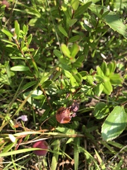 Vaccinium macrocarpon