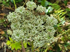 Angelica triquinata
