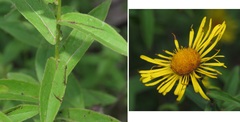Pentanema salicinum