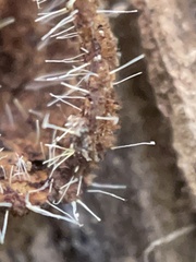 Polycephalomyces tomentosus