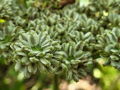 Angelica triquinata