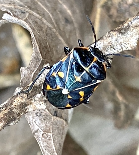 iNaturalist observation photo of Harlequin Bug
