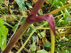 Angelica triquinata