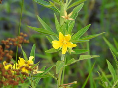 Ludwigia grandiflora
