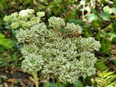 Angelica triquinata