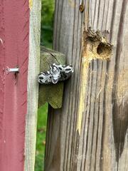Pantherophis alleghaniensis