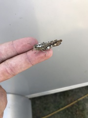 Arphia pseudonietana