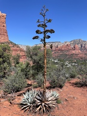 Agave parryi