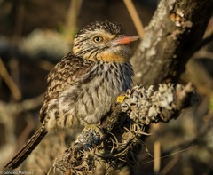 Nystalus maculatus