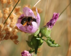 Megachile