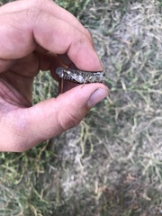 Arphia pseudonietana