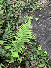 Dryopteris