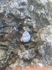 Cenchritis muricatus