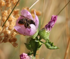 Megachile